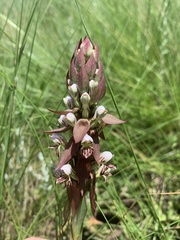 Satyrium cristatum cristatum