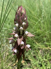 Satyrium cristatum cristatum