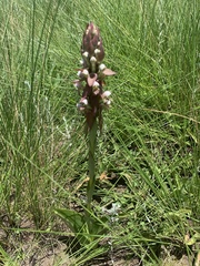 Satyrium cristatum cristatum