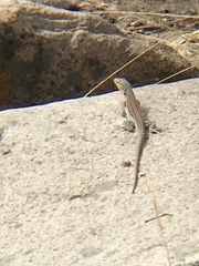 Callopistes maculatus