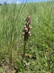Satyrium cristatum cristatum