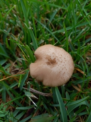 Entoloma