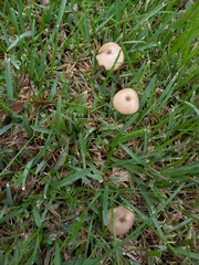 Entoloma