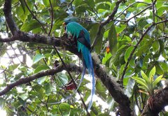 Pharomachrus mocinno