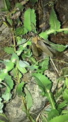 Acanthinodera cumingii