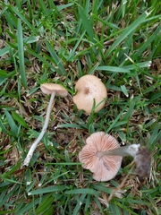 Entoloma