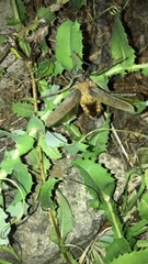 Acanthinodera cumingii