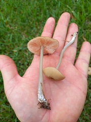 Entoloma