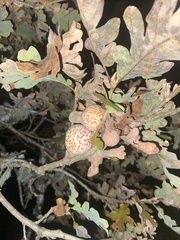 Cynips mirabilis