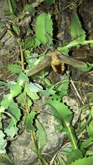 Acanthinodera cumingii