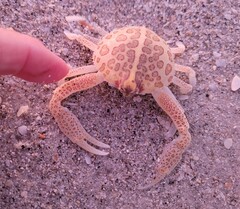 Persephona aquilonaris