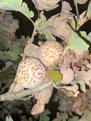Cynips mirabilis