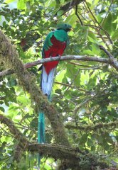 Pharomachrus mocinno