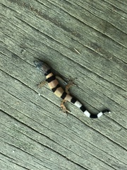 Sphaerodactylus homolepis