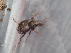 Platyninae