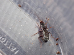 Platyninae