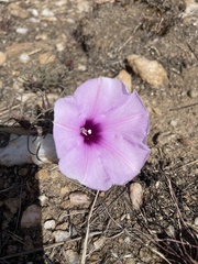 Ipomoea bolusiana