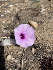 Ipomoea bolusiana