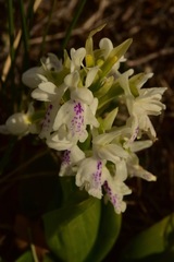 Orchis olbiensis