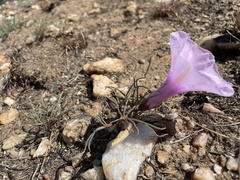 Ipomoea bolusiana