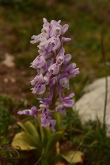 Orchis olbiensis