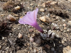 Ipomoea bolusiana