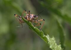 Rhynocoris punctiventris