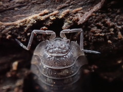 Oniscus asellus