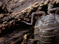 Oniscus asellus