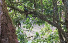 Pharomachrus mocinno