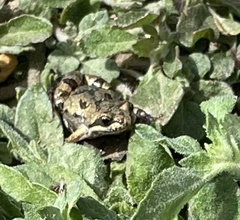 Cacosternum boettgeri