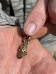 Cacosternum boettgeri