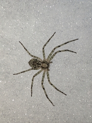 Philodromus margaritatus