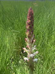 Satyrium longicauda