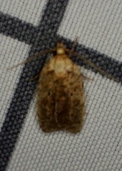 Agonopterix thelmae