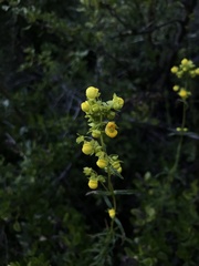 Calceolaria thyrsiflora