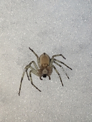 Philodromus margaritatus