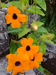 Thunbergia alata image