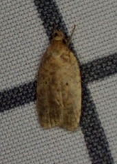 Agonopterix thelmae