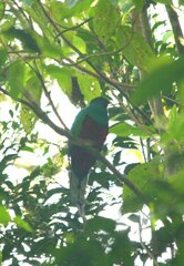 Pharomachrus fulgidus