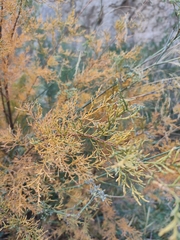 Tamarix