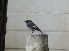 Phoenicurus ochruros