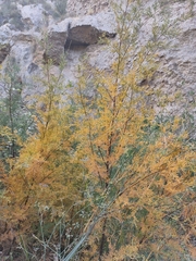 Tamarix