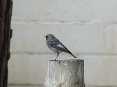 Phoenicurus ochruros