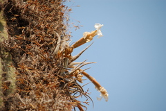 Tillandsia xiphioides