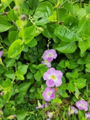Asystasia gangetica image