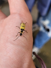 Chauliognathus flavipes