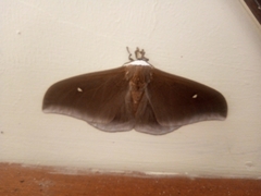 Pseudobunaea natalensis