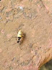 Chauliognathus flavipes