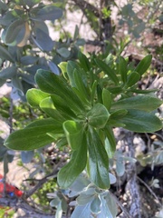 Borrichia arborescens